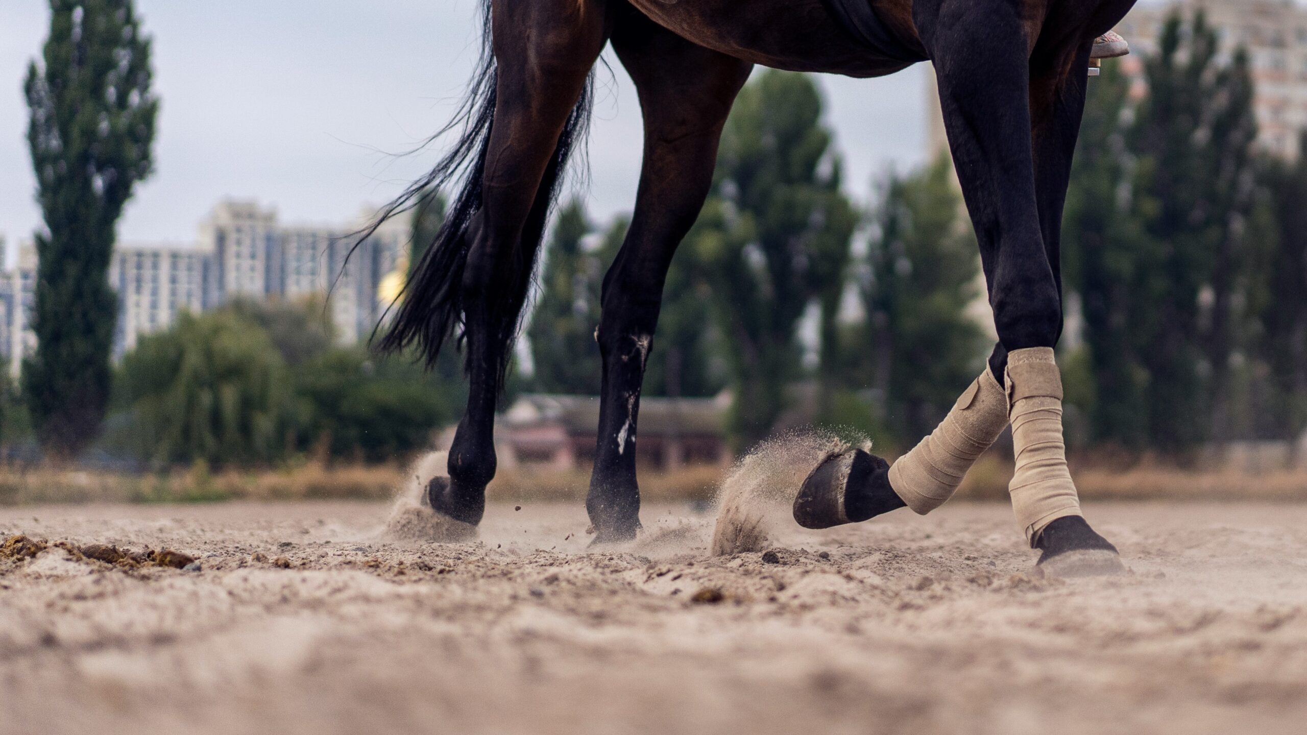 Horse cantering in the dirt